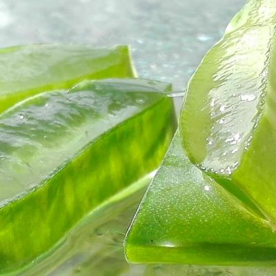 Aloe Vera Barbadensis Miller comestibilă: supranumită „planta minune a lumii”