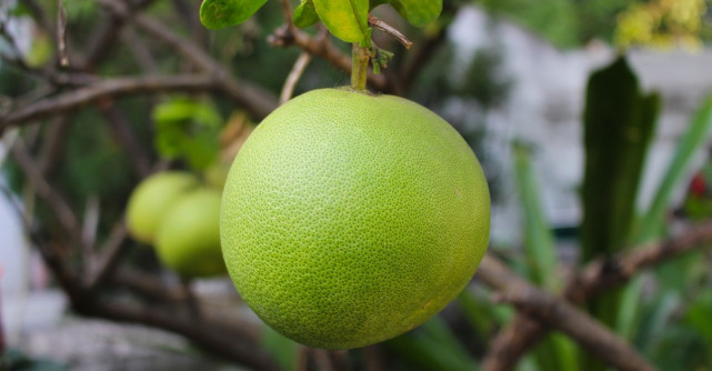 Cura de slabire si detoxifiere cu Pomelo