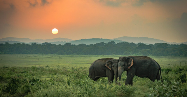 2 Elefanți s-au îmbătat și au adormit într-o plantație de ceai după ce au băut 30 de litri de alcool