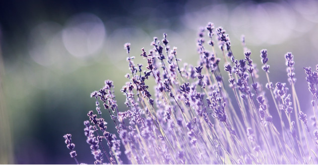 6 flori de vară pentru grădina ta