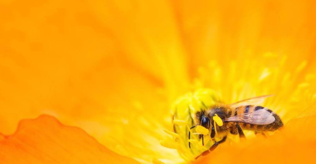 De ce sa consumi produse apicole primavara