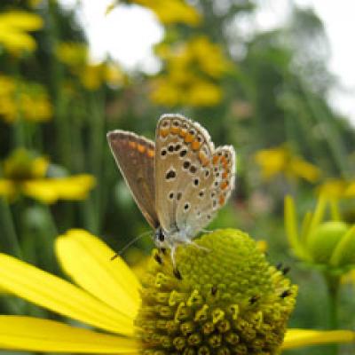Beneficiile tamaduitoare ale polenului