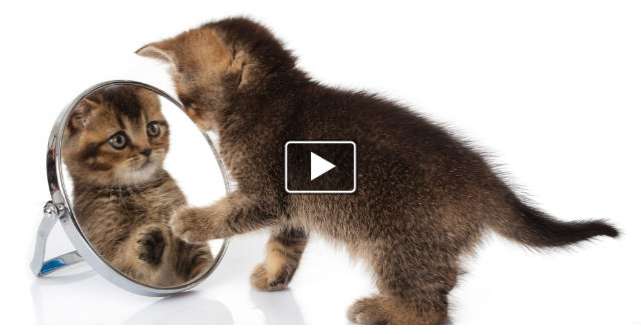 Video: Reactia super amuzanta a acestei pisicute cand se vede in oglinda pentru prima data