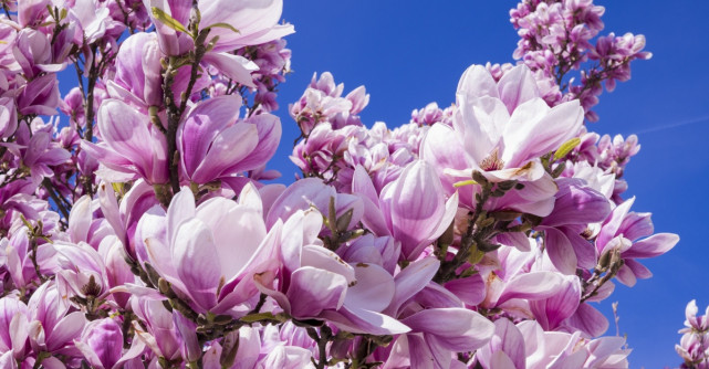 Rețetă de flori de magnolie murate 