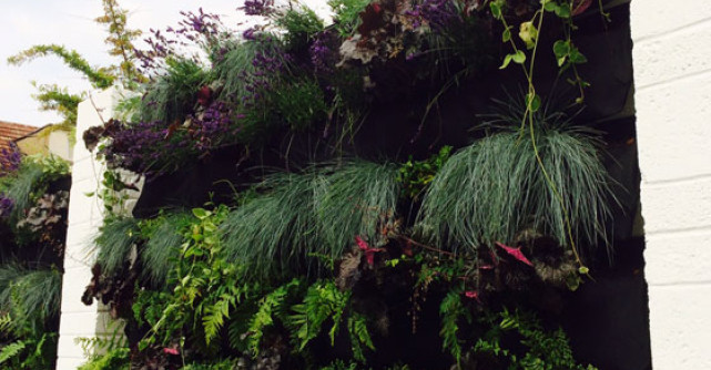 Gradini verticale: coltul din natura in locuinta ta