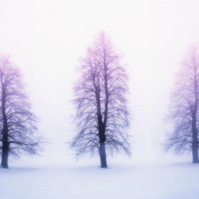 Povestea celor trei copaci