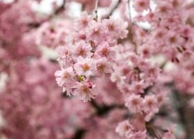 La mulți ani de Florii - Cele mai frumoase urări și felicitări de Florii