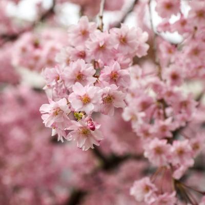 La mulți ani de Florii - Cele mai frumoase urări și felicitări de Florii