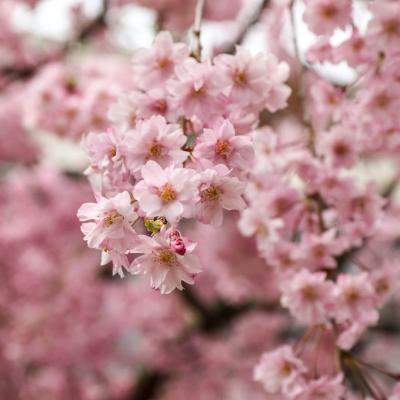 La mulți ani de Florii - Cele mai frumoase urări și felicitări de Florii