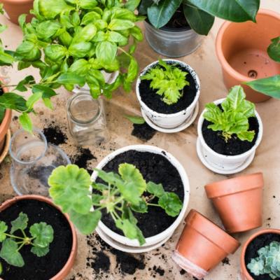 Grădina din bucătărie. Plante aromatice pe care le poţi creşte în casă