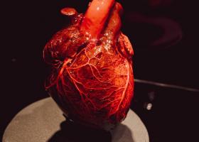 BODY WORLDS ȘI FUNDAȚIA PENTRU SMURD ORGANIZEAZĂ ATELIERE DE PRIM AJUTOR