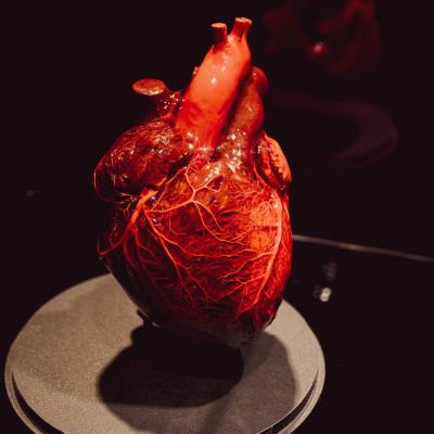 BODY WORLDS ȘI FUNDAȚIA PENTRU SMURD ORGANIZEAZĂ ATELIERE DE PRIM AJUTOR 