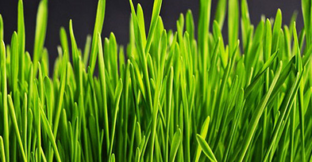 Iarba de grau - o bomba de nutrienti si vitamine