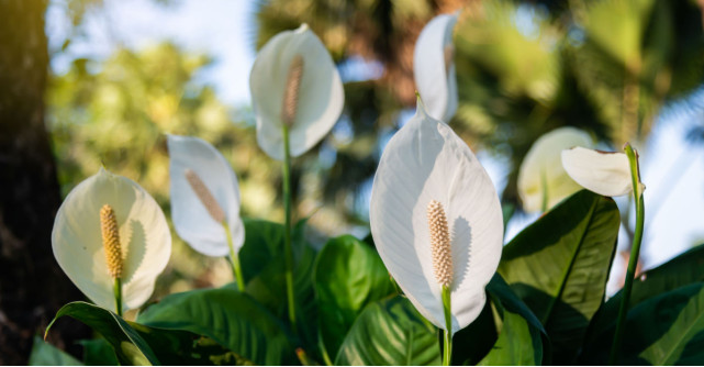 Crinul Păcii: Sfaturi de îngrijire pentru o creștere sănătoasă a plantei