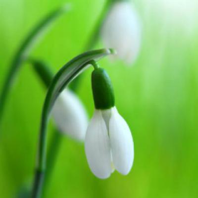 Sarbatoarea de Martisor