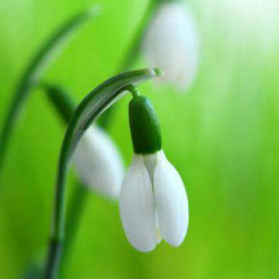 Sarbatoarea de Martisor