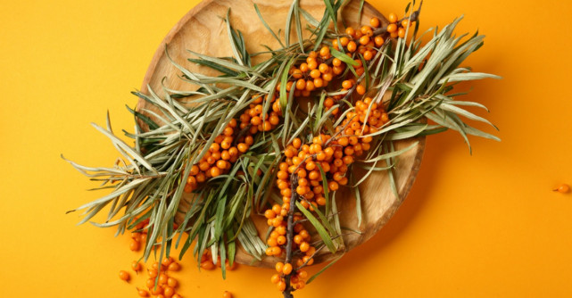 Când se culege cătina?