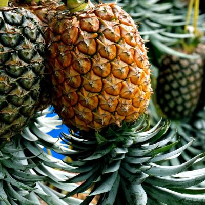 Ananasul: beneficii, proprietăți nutritive și efecte asupra sănătății