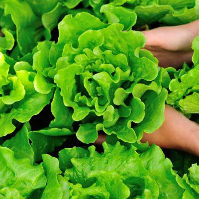 Câte calorii are salata verde (lăptucă) și ce beneficii sănătoase prezintă? Ne ajută să slăbim?