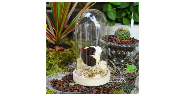 Noua colecție Floria.ro pentru început de școală:  trandafiri criogenați, pentru valori care durează