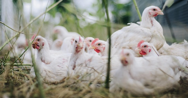 Stai la curte? Iată care este numărul de găini pe care ai voie să le ai în gospodărie