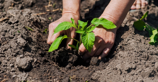 Legume de primăvară și legume timpurii - ghid complet pentru grădinari