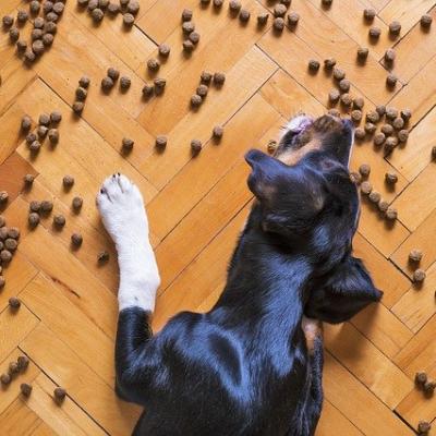 Hrană uscată pentru câini: calitate la prețuri mici