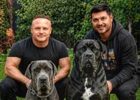 Vârciu și Pepe, duel total! Miza uriașă: cine va avea viitorii campioni Cane Corso?