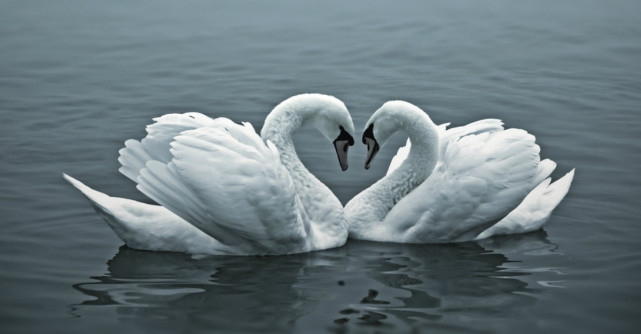 9 Animale minunate care ne pot invata ce inseamna dragostea adevarata