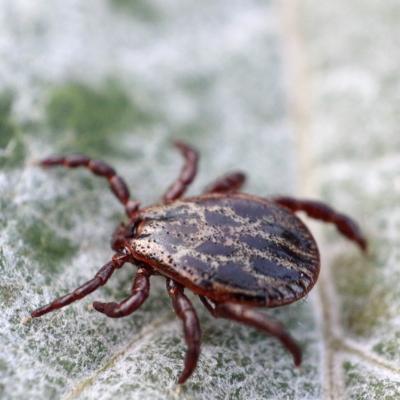 Cum recunosti boala Lyme: simptome, diagnostic si tratament