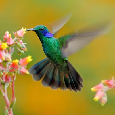 COLIBRI și DANS, cuvintele cheie pentru săptămâna  15- 21 IULIE 2019