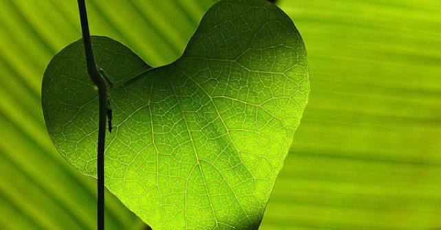 5 Remedii care stimuleaza in mod natural FERTILITATEA