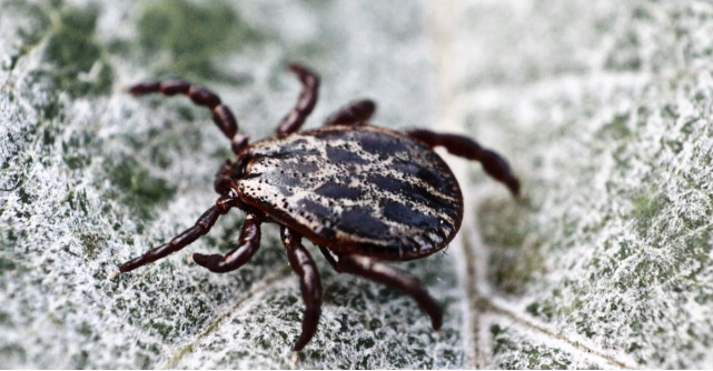 Cum recunosti boala Lyme: simptome, diagnostic si tratament