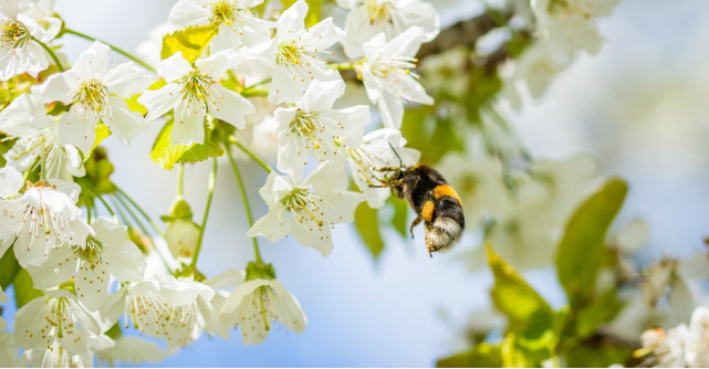 Motive pentru care e bine sa consumi miere de Manuka - aliment minune