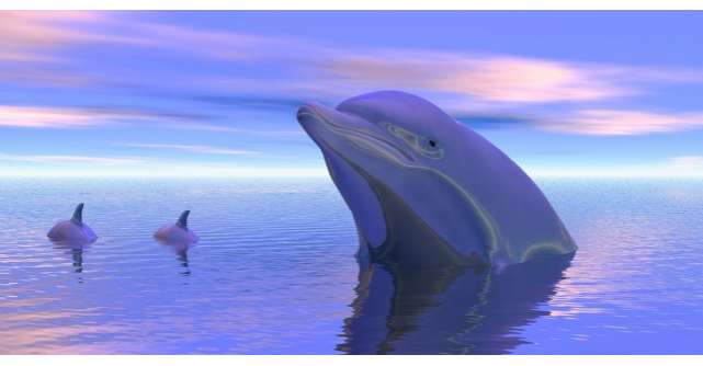 Au facut selfie-uri cu delfinul. Insa ce s-a intamplat este tragic
