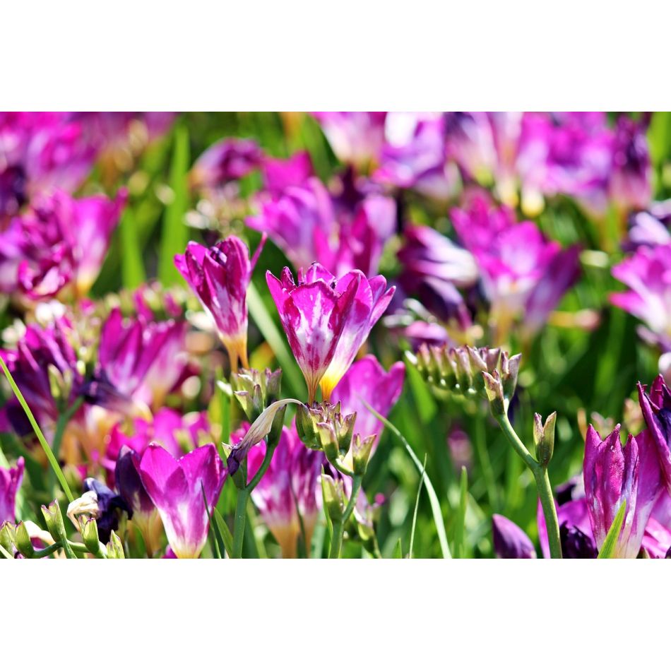 Despre miciile bucurii