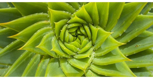 8 plante care purifica aerul din casa