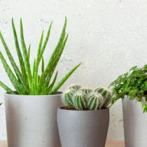 Plante suculente: Tot ce trebuie sa stii despre aceste plante
