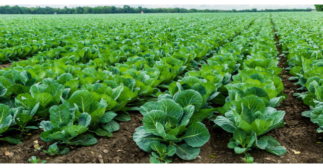 Iti place varza? Iata 15 efecte miraculoase de care beneficiezi cand o mananci