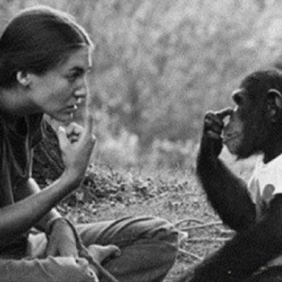 I-a spus cimpanzeului ca a pierdut sarcina. Ce a urmat apoi este INDUIOSATOR