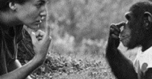 I-a spus cimpanzeului ca a pierdut sarcina. Ce a urmat apoi este INDUIOSATOR