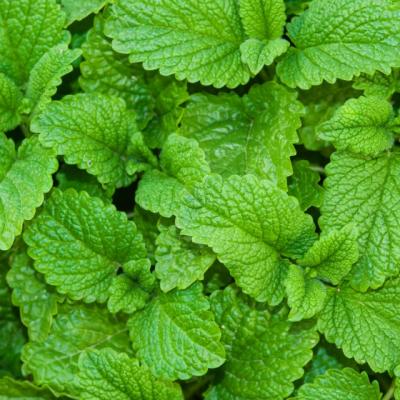 Multi cred ca este o buruiana, dar aceasta planta minune trateaza una dintre cele mai grave boli