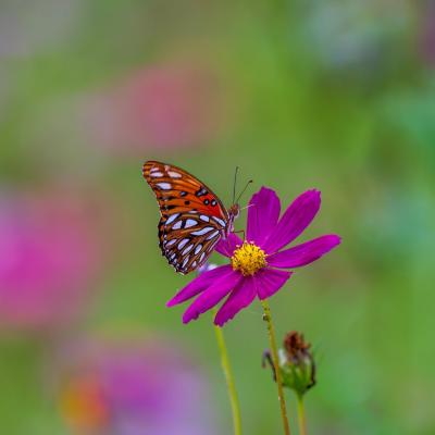 Descoperirea frumuseții în momentele de zi cu zi e cheia fericirii de lungă durată