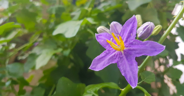 Aceasta este cea mai sanatoasa leguma din lume