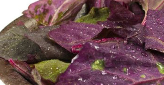 Loboda - alimentul detoxifiant si antioxidant al primaverii