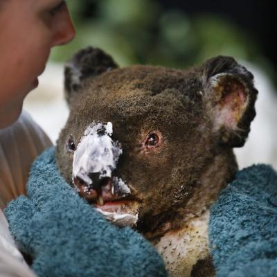 Revolut se aliază cu Crucea Roșie și WWF într-un apel de urgență privind incendiile de vegetație din Australia