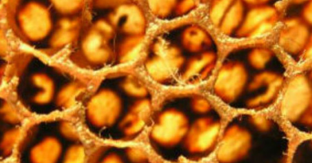 6 tratamente naturiste cu Propolis