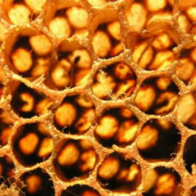 6 tratamente naturiste cu Propolis