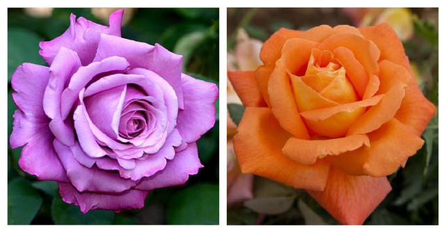 Top 10 trandafiri numiți după persoane celebre