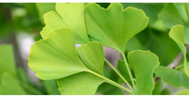 Acesta este cel mai vechi leac de pe planeta. Vindeca mii de boli! Cum actioneaza?